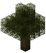 Дуб (TerraFirmaCraft).png